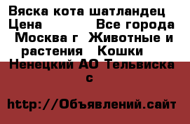 Вяска кота шатландец › Цена ­ 1 000 - Все города, Москва г. Животные и растения » Кошки   . Ненецкий АО,Тельвиска с.